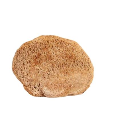 China Natural Dried Hericium Erinaceus Mushroom Dried Hericium Erinaceus Lion Mane for sale