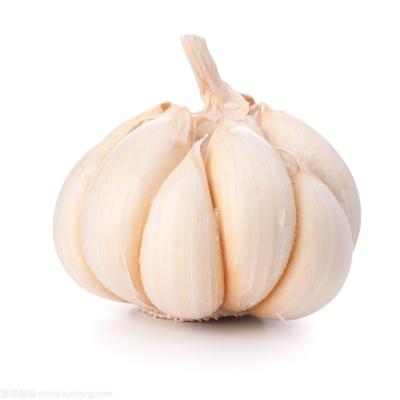 China China Fresh Good Quality Garlic Big Size Competitive Prices for sale