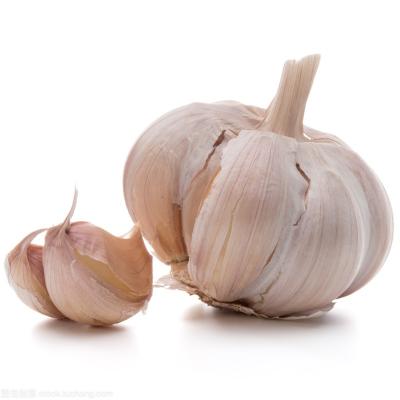 China Organically grown good quality fresh garlic without any chemicals for sale