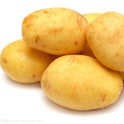 China Fresh fresh potato quality 680 tons of potato for sale