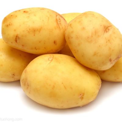 China China fresh fresh potato export for sale