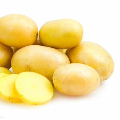 China The best fresh fresh potato price for sale