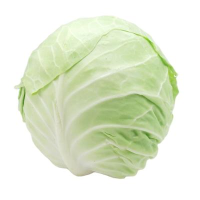 China Wholesale Cheap Fresh Common Cabbage From Chinese Manufacturer Fresh for sale