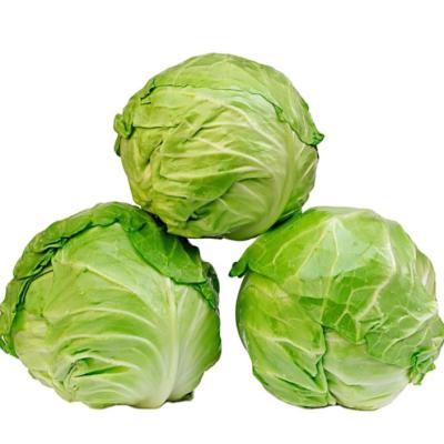 China Chinese new fresh culture flat round cabbage for sale