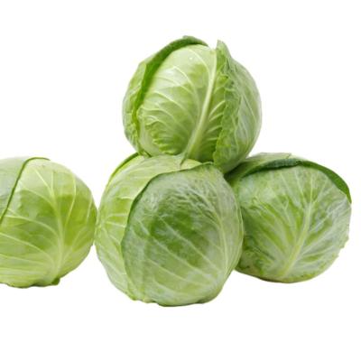 China Fresh high quality chinese fresh cabbage for sale