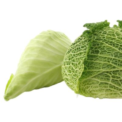 China International fresh high quality fresh cabbage for sale