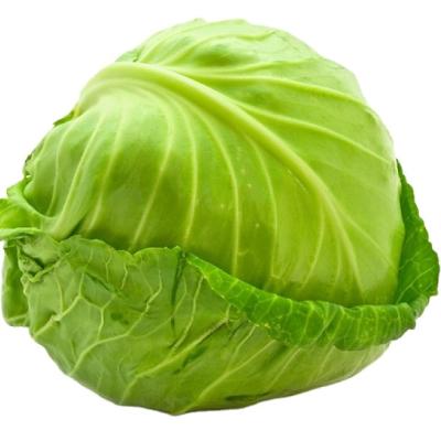 China fresh fresh cabbage price for sale