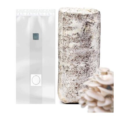 China Mushroom grow bags spawn cultivation mushroom bag with injection port for sale