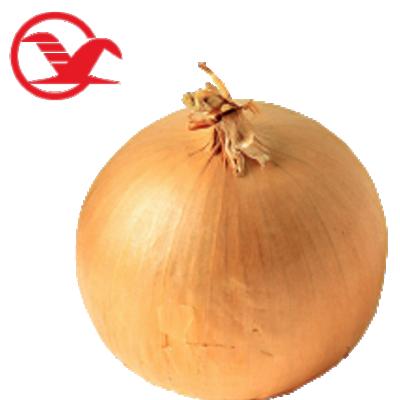 China Newest Fresh Fresh Yellow Onion Cultivation Red Onion Onion for sale