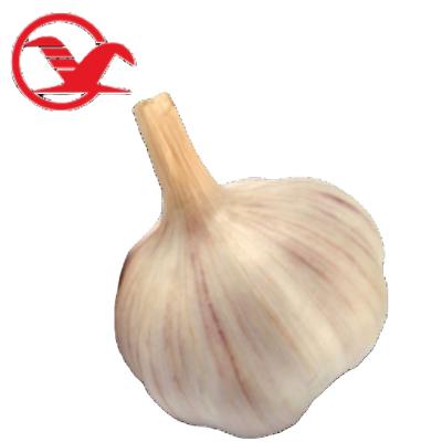 China Market Fresh Natural Red Garlic White Jordan Garlic for sale