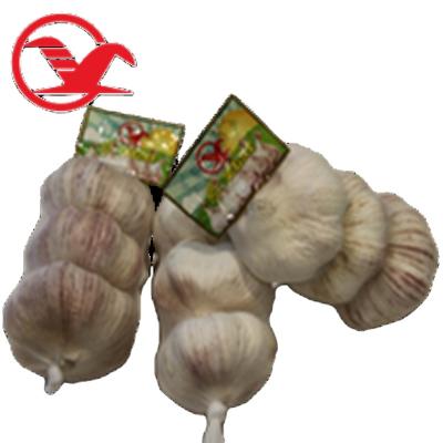 China Shandong fresh pure white garlic red garlic 55cm fresh fresh for sale