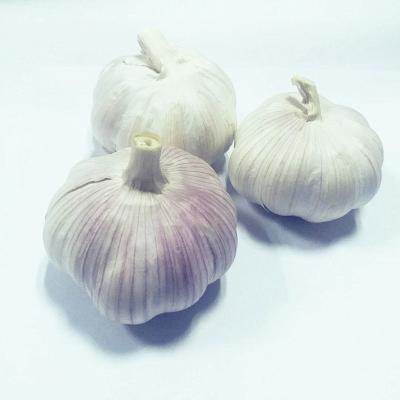 China Fresh All Size Fresh Red Garlic White Garlic For Middle East Market Good Quality Garlic for sale