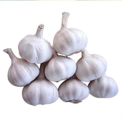 China Wholesale price fresh fresh garlic specification with best quality for sale