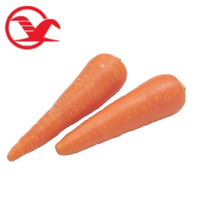 China High quality fresh carrot fresh carrots in carton S M L professional export fresh carrot for sale