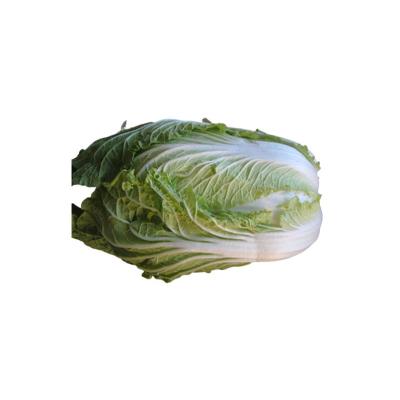 China Wholesale Fresh New China Cabbage China Cabbage Harvest Organic Cabbage Export for sale