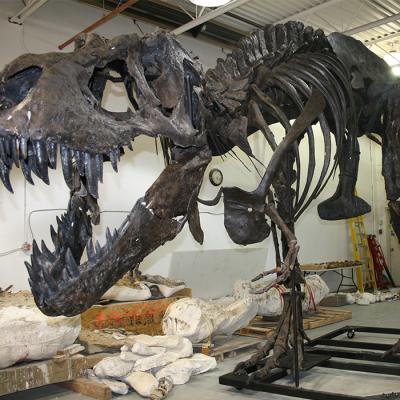 China T-Rex Dinosaur Assembly Museum Exhibition High Simulation Skeleton Model for sale