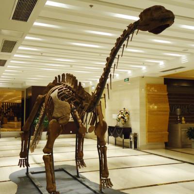 China Assembly Museum Exhibit Large Size Dinosaur Life Size Skeleton for sale