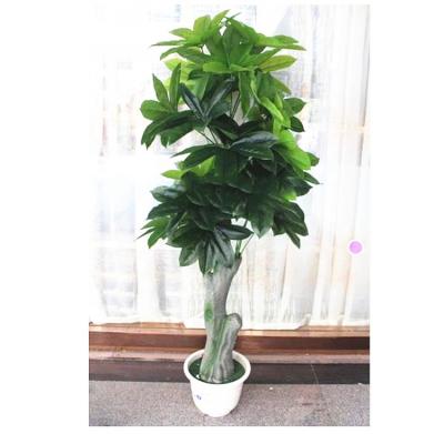 China Fashional Pachira Bonsai Trees Ornamental Artificial Money Tree Plant Outdoor Large Trees Landscape Trees for sale