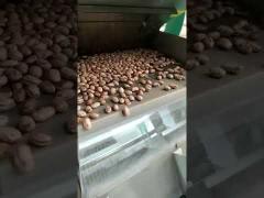 500 Kgs/H Capacity Beans CCD Color Sorter With 32 Ejectors