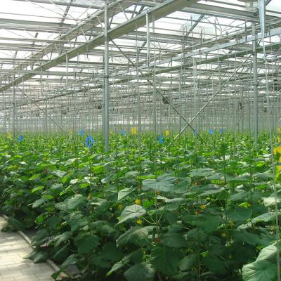 China Corrosion-Resistance High Quality Greenhouse Tomato Hook With Twine for sale