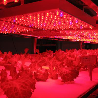 China Round 26m2 LED Safe Artificial Lighting Hydroponic Greenhouse for sale