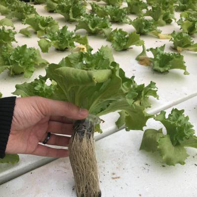 China Leafy &-Veg All Seasons; Fish Production China Supplier Low Cost Aquaponic System for sale