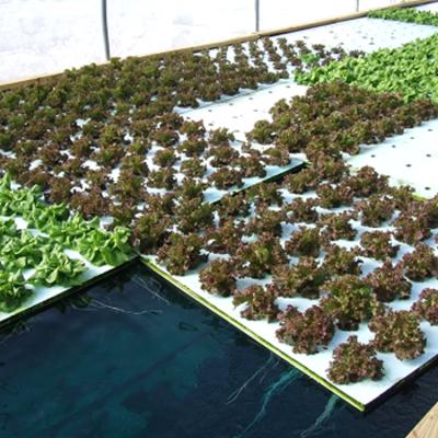 China Leafy &-Veg All Seasons; New Fish Production Greenhouse Products Aquaponics Greenhouse Systems for sale