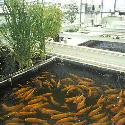 China Leafy &-Veg All Seasons; Low Cost High Tunnel Fish Growing Aquaponics Systems for sale