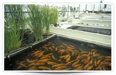 China Leafy &-Veg All Seasons; Fish Production China Supplier High Tunnel Greenhouse Aquaponic Equipment for sale