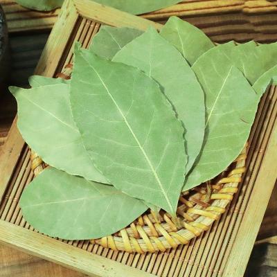 China ZZH dry herbs and spices simple wholesale low price bay leaves spice export green dry bay leaf for sale