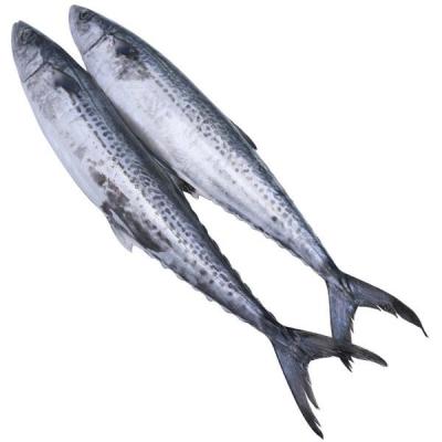 China Cheap Fish Niphonius Scomberomorus Low-CARB Spanish Mackerel Whole Round Frozen Price News Stock Fresh On Sale For Canning Seafood for sale