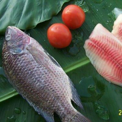 China Organic High Quality Frozen Tilapia Fish Whole Around Gutted and Measured Tilapia for Wholesale for sale