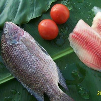 China 500-800g Round 300-500 Organic High Quality Frozen Black Tilapia Fish Whole Frozen Tilapia For Sale for sale