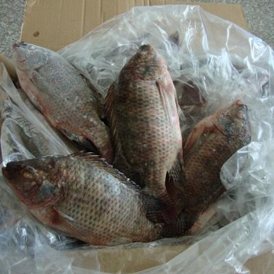 China Supplier Organic Nile Iwp Tilapia Whole Round Black Frozen Gutted Fish Measured 300400 Grams Bulk Fish Tilapia 10Kg for sale