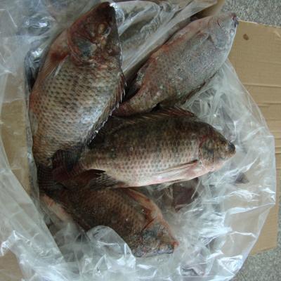 China Whole 300/500g Organic Tilapia WR Size 200/300 High Quality Fresh Jelly Best Around Frozen Black Tilapia Fish With Cheap Price for sale