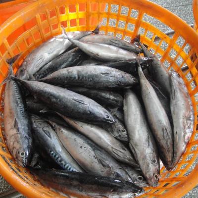 China Low-sodium Oceanic Bonito Spotted Skipjack Tuna 200g / 300 / 500g for sale