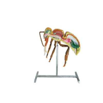 China De Imkerijmateriaal 60cm van bijenteelthulpmiddelen 110cm de anatomiemodel van de Hoogtebij Te koop