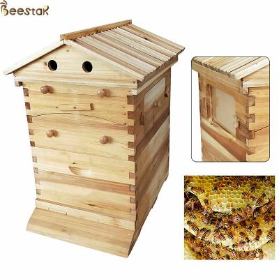 China Beehive Apiculture Beekeeping Equipment Automatic Self Flowing for sale