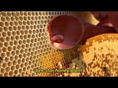 Natural Bee Honey