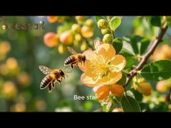 Big Granual Rape pollen  Honey Raw Bee Pollen For Human Beings and Bees