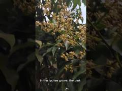 Natural Bee Honey