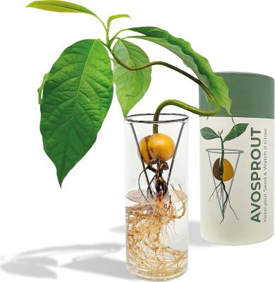 China Modern Avocado Growing Kit Grow Your Own Avocado As Home Decor Not Included Germ for sale