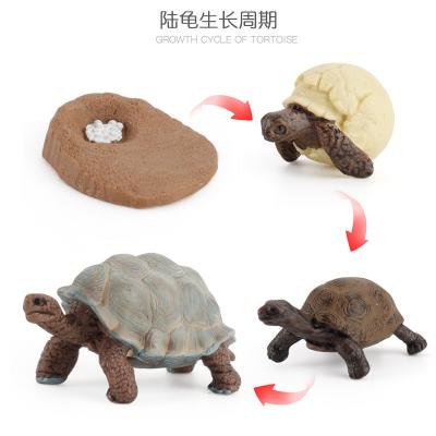 China Tortoise Life Cycle Figure Model Toy For Boys Girls Kids for sale