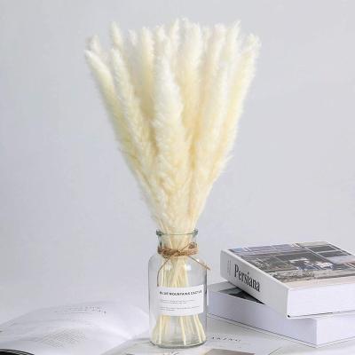 China 3PX1490 Modern Natural Dry Pampas Grass 30 Pcs For Flower Arrangements Home Decor (White) for sale