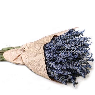 China Artificial Green Hot Dry Natural Lavender Plant Small Lavender Garden PX1537 Pampas Grass Best Selling In 2022 for sale