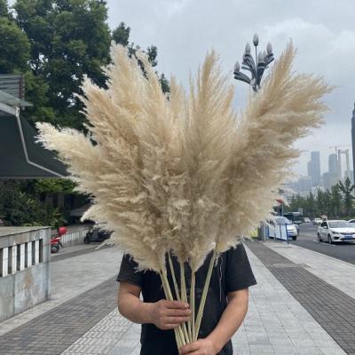 China VPX927 Large Bouquet Natural Decor Large Artificial Pampas Grass Flower Natural Dry Pampas Grass For Wedding Decoration for sale