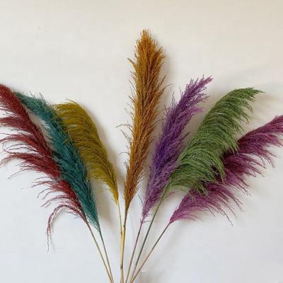 China PX632 Fresh Flower Artificial Preserved Bouquet Decor Pampas Grass Dried Reed Plumes Natural Dried Large Phragmites Communis Pampas Grass for sale