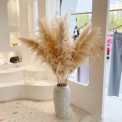 China Natural Pampas Grass Wholesale Boho From Factory PX1467 Wedding Home Decor Large Reed Plume Pampas Grass Fluffy Large Dry Natural for sale