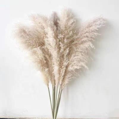 China PX123 Pampas Grass Decor High Quality Dry Flowers Pampas Grass Large White Pampas For Decorative Flowers for sale