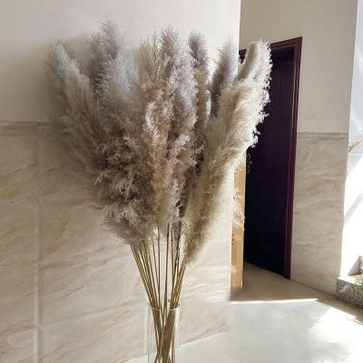 China Different Sizes For Choose Decor PX730 Wedding Decorative Wholesale Dried Flowers 120cm Beige White Natural Large Fluffy Pampas Grass Large for sale